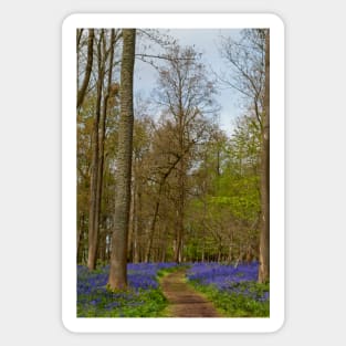 Bluebell Woods Greys Court Oxfordshire England UK Sticker